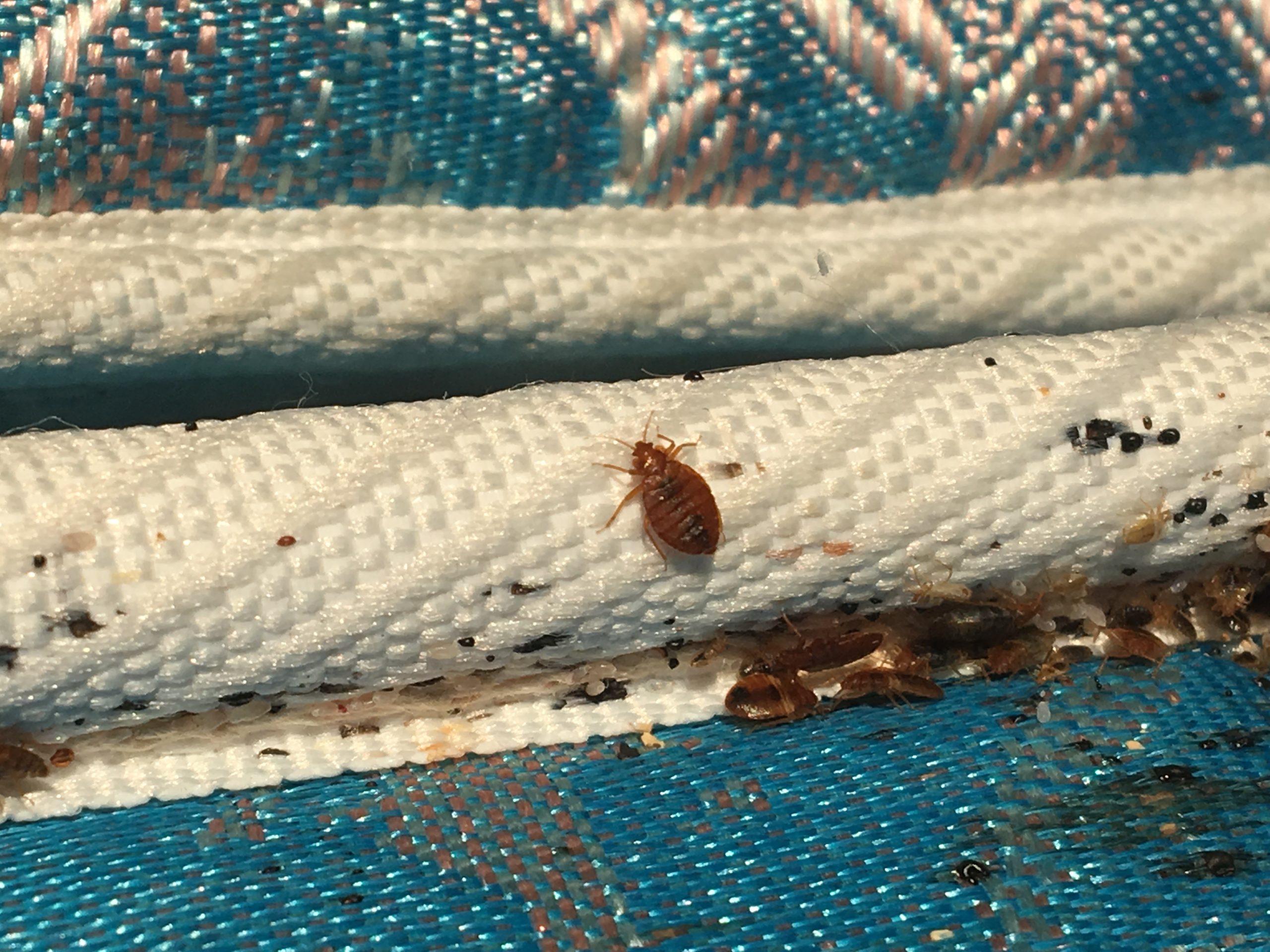 Professional Bed Bug Exterminator You Can Rely On